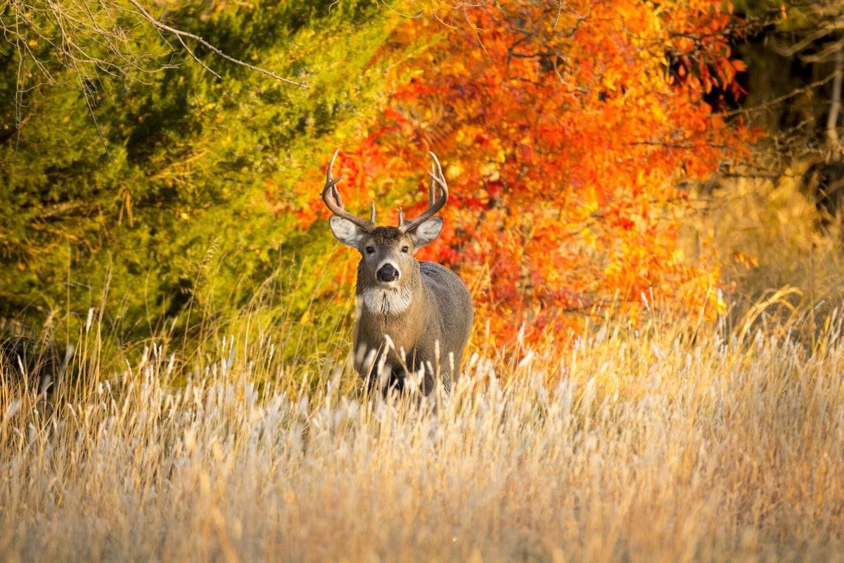 A buck deer in tall grass in front of trees with changing leaves, Arkansas deer season concept.