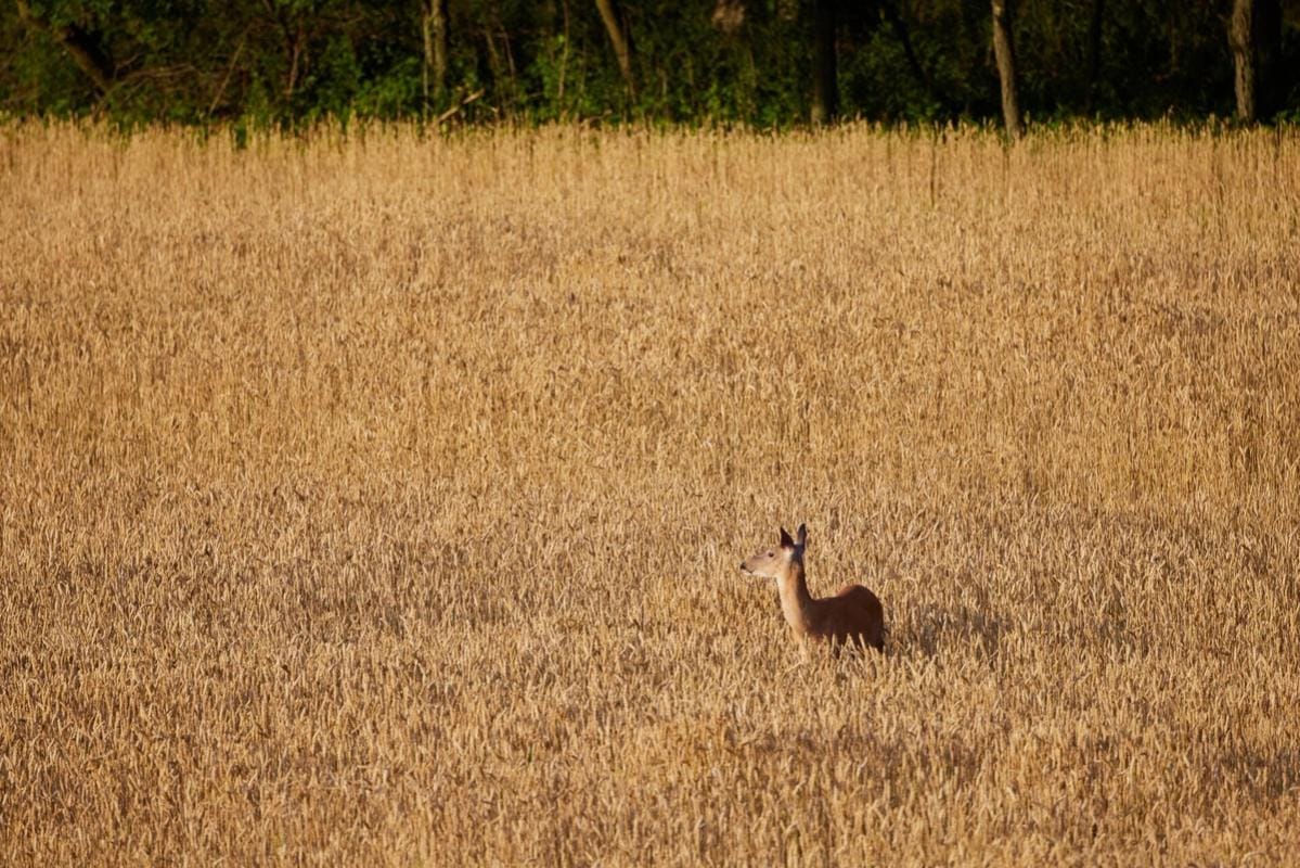 A doe in a corn field, learn deer bleats concept.