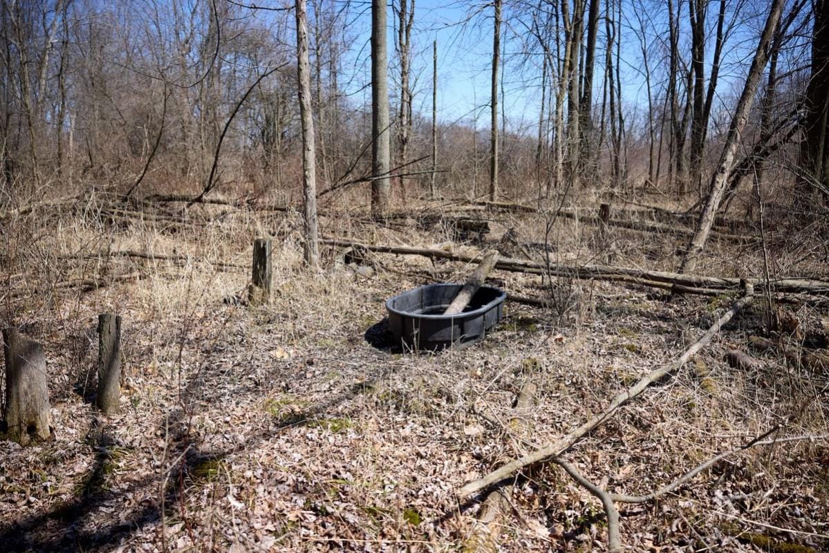 A watering hole for deer in the woods.