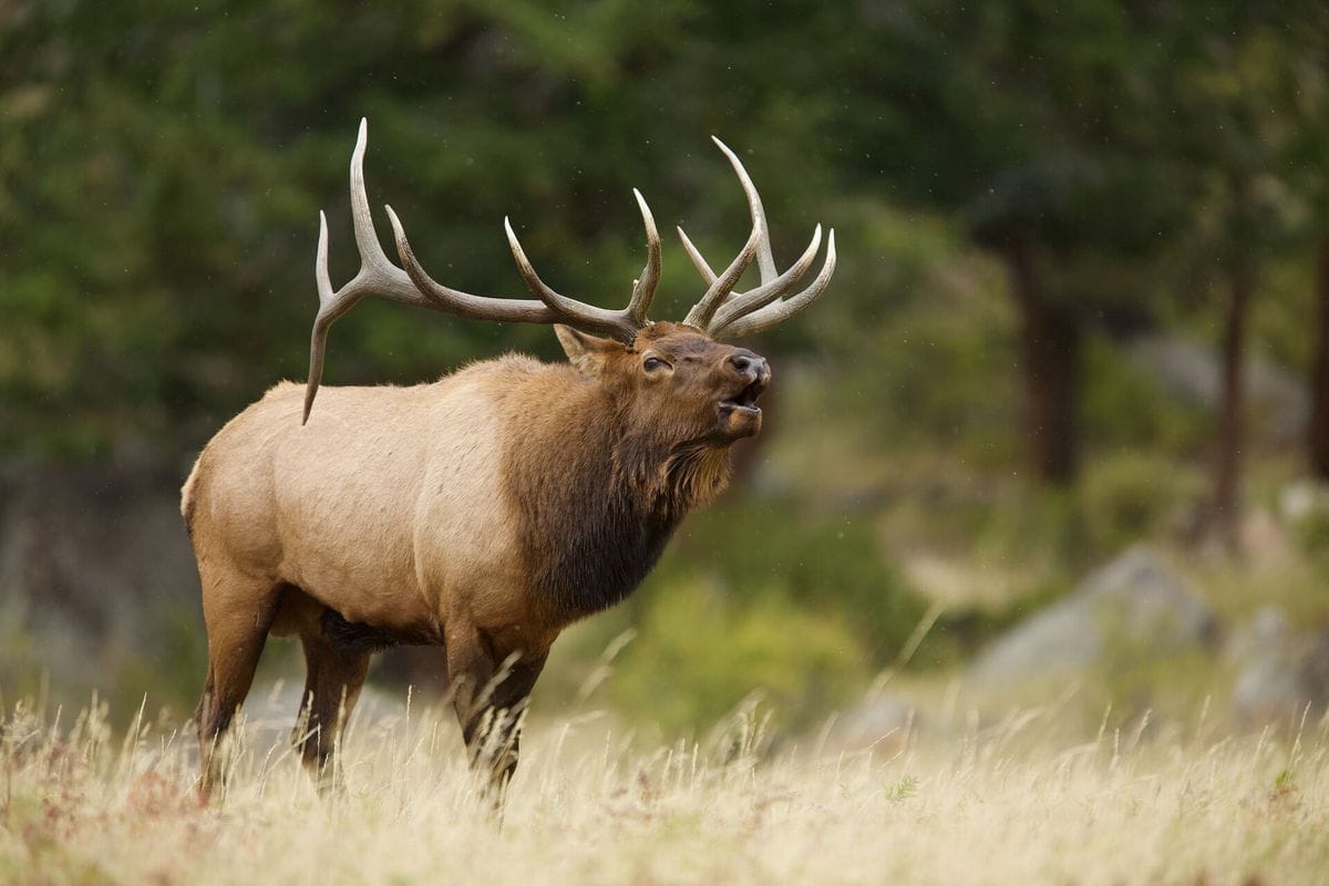 Large bull elk bugles in field, what is an elk bugle concept.