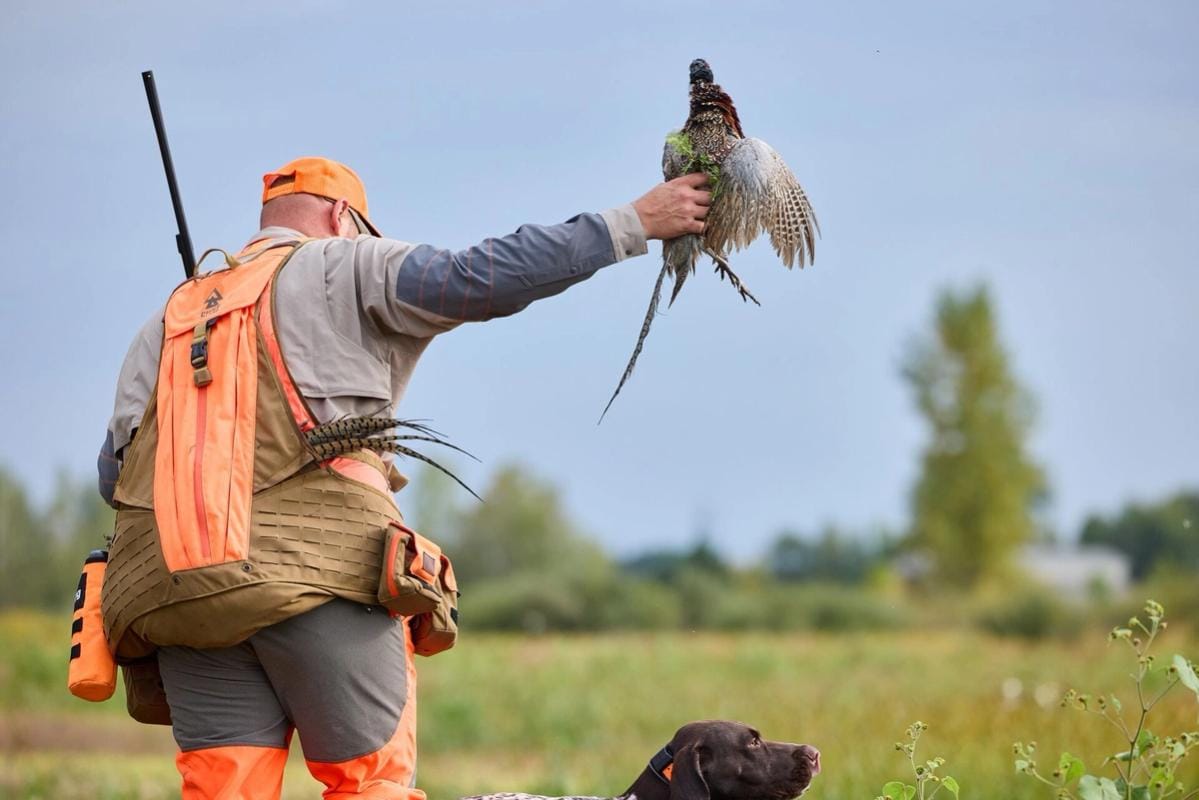 Hunter in blaze orange with pheasant in hand during hunt, pheasant hunting Ohio concept.
