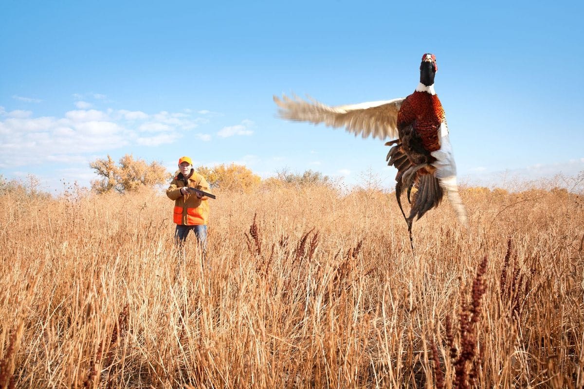 A hunter aims at a pheasant flushed out of the brush.