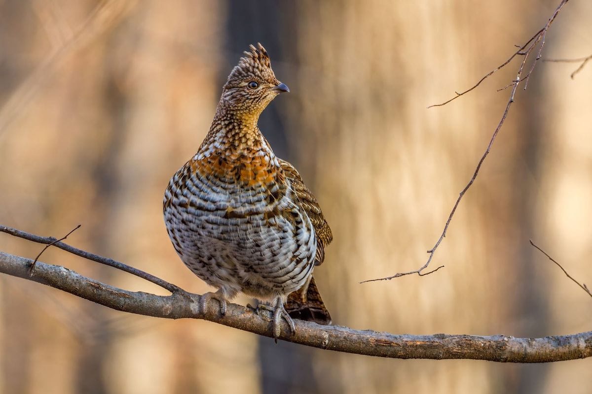 Grouse bird perched on tree limb, how to hunt grouse concept.