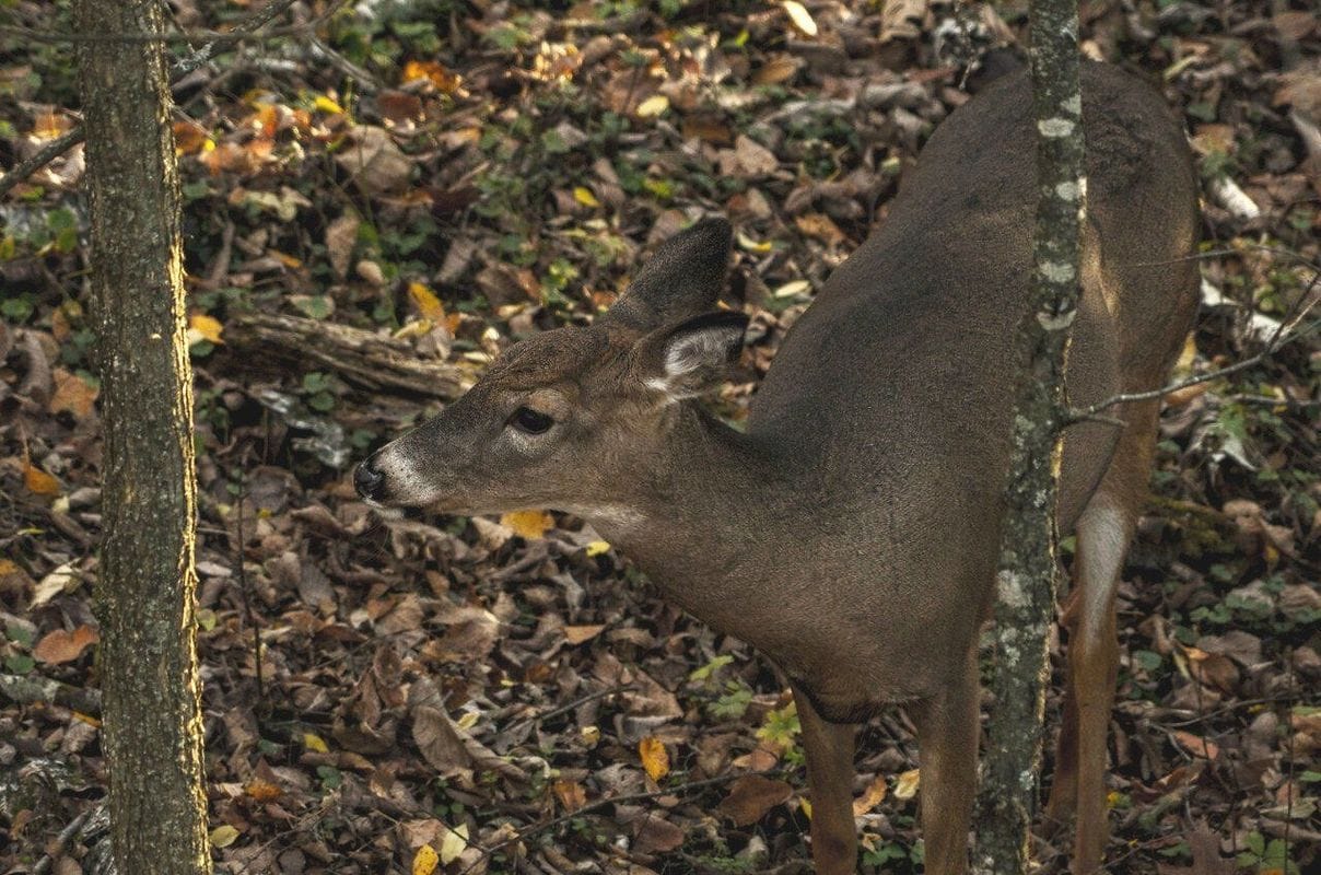A whitetail buck at the edge of the woods, Oklahoma deer season 2025 concept.