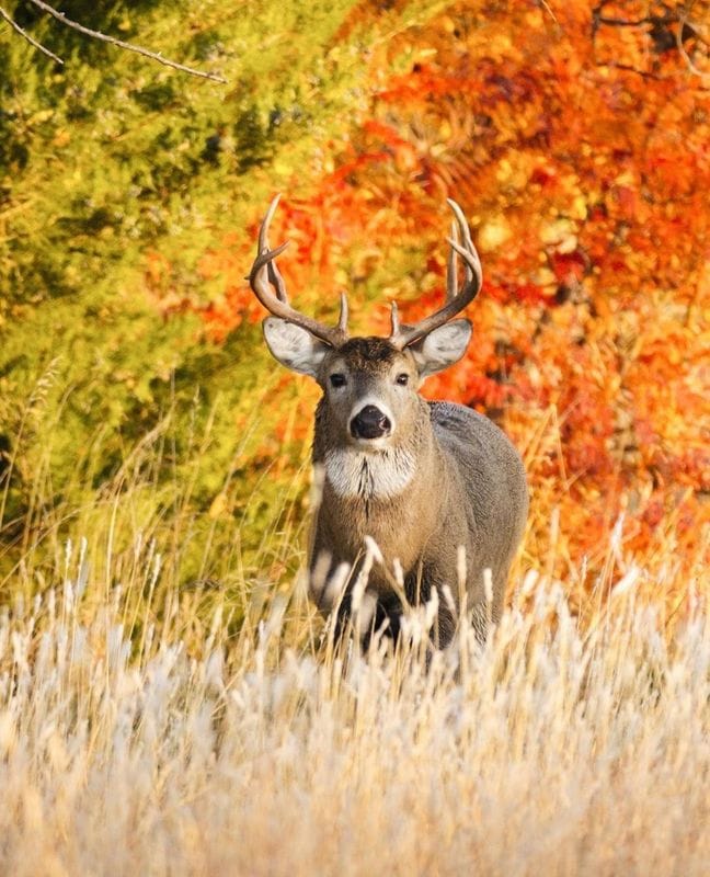 A whitetail deer in a field, how to hunt the whitetail rut concept.