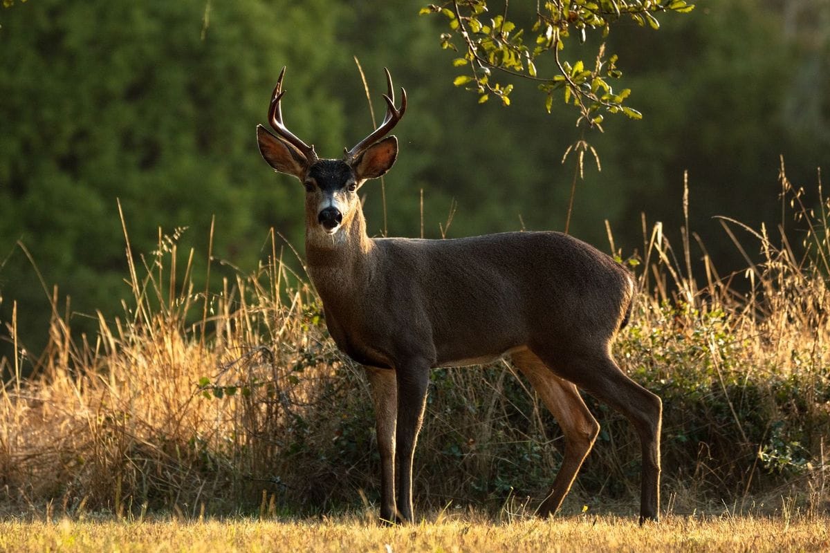 Black tail deer buck in the woods.