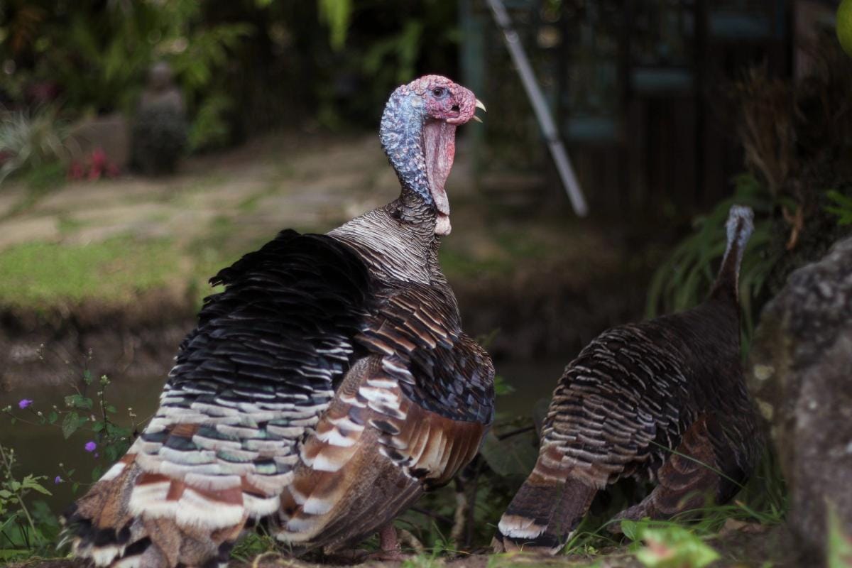 A turkey before a turkey hunt.