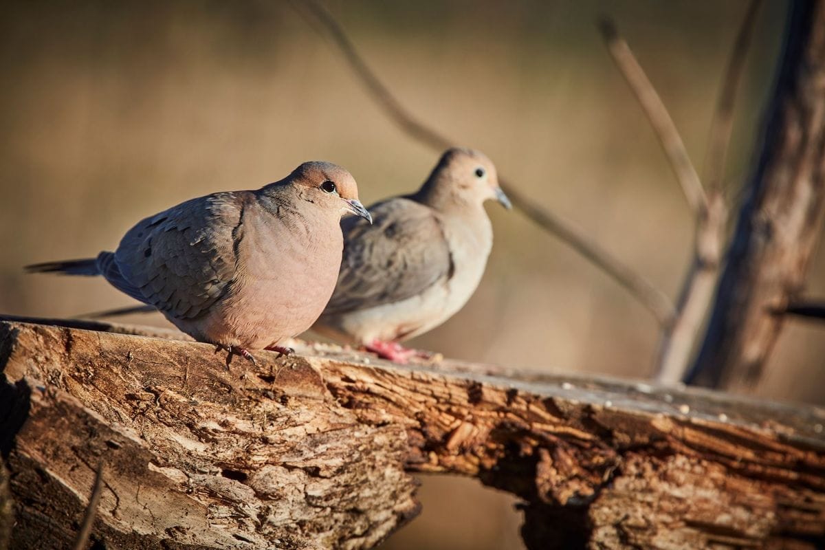 Two doves sit on a branch, when does dove hunting season start concept.