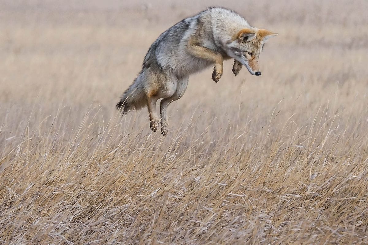 A coyote jumps in a field, find the best coyote movement times for hunts concept.