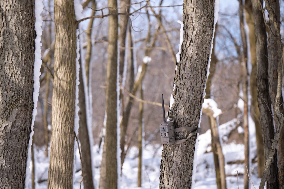 A trail cam on a tree.