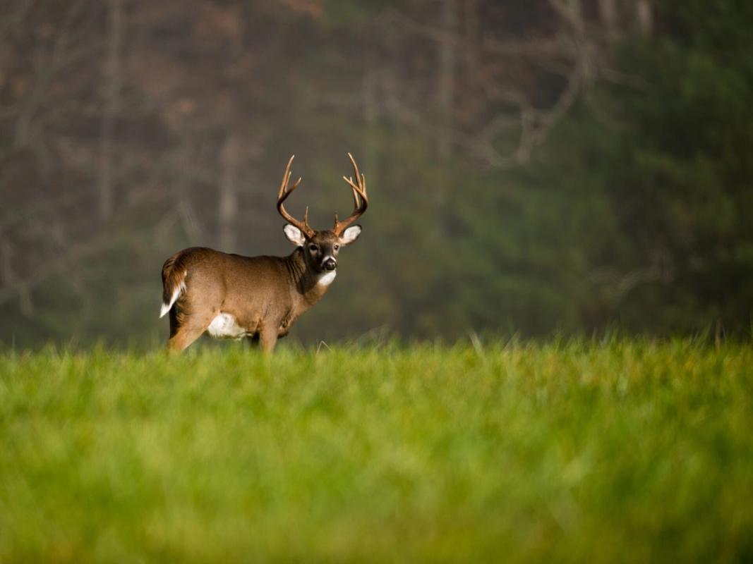 A whitetail buck stands in a green field, when is Tennessee deer hunting 2024 concept.