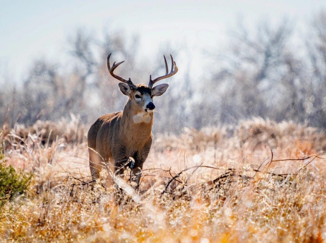 A buck deer stands in tall brush, understanding and hunting thermals concept.