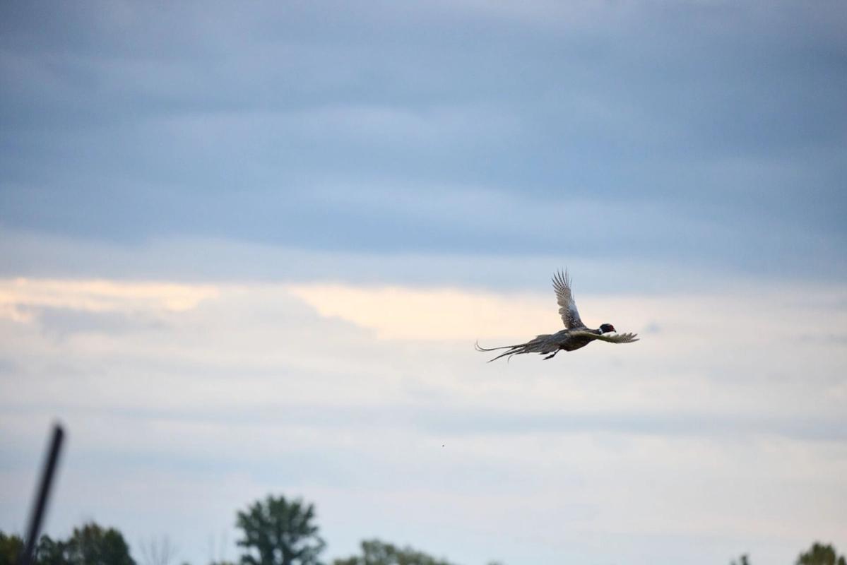 Pheasant flying against the sky, pheasant hunting Texas concept.