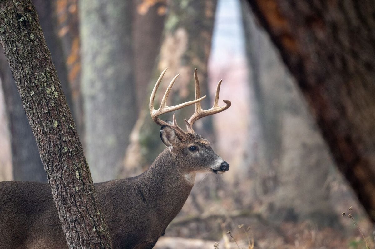 A whitetail buck in the trees, Ohio deer season concept.