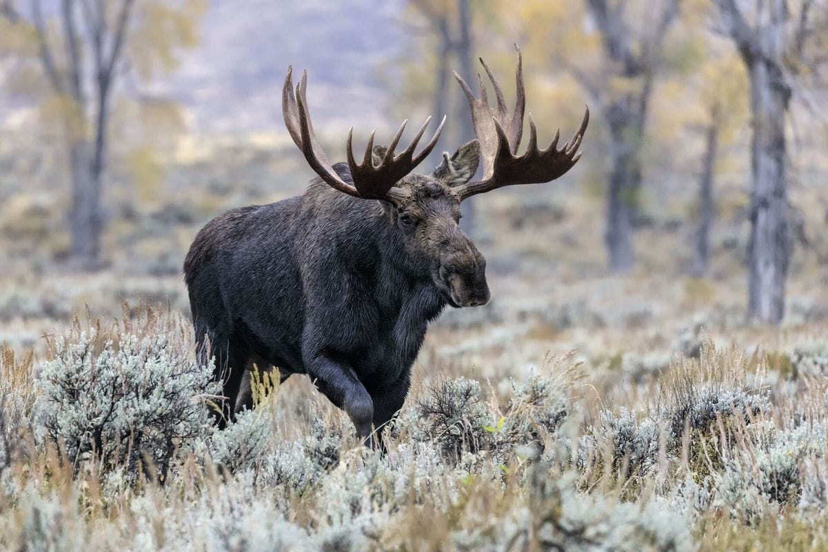 A moose with large antlers walks through a field.