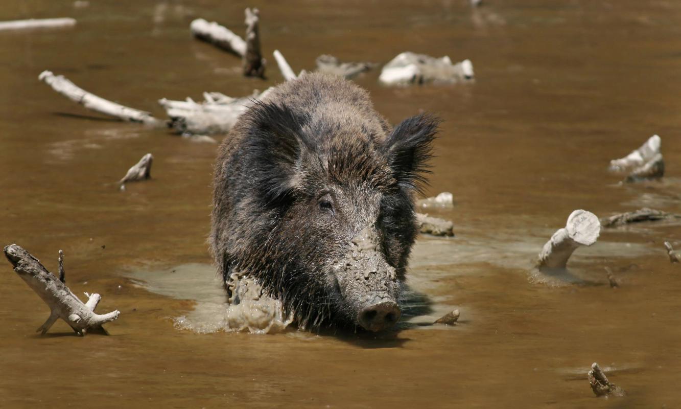 A wild hog in muddy water.