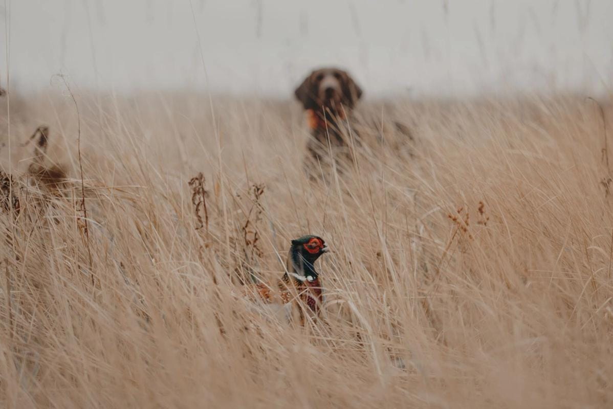 Upland bird in brush with dog in the background.
