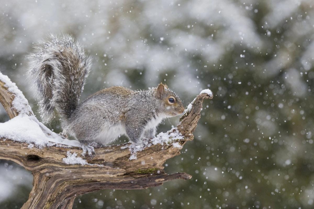 A squirrel sits on a tree limb in the winter, squirrel hunting tips.