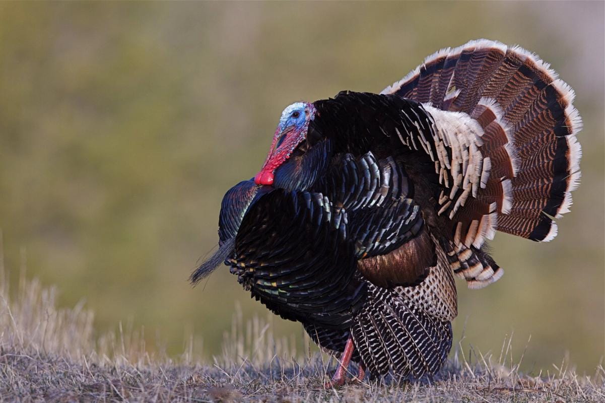 A turkey in spring, turkey hunting on a budget concept.