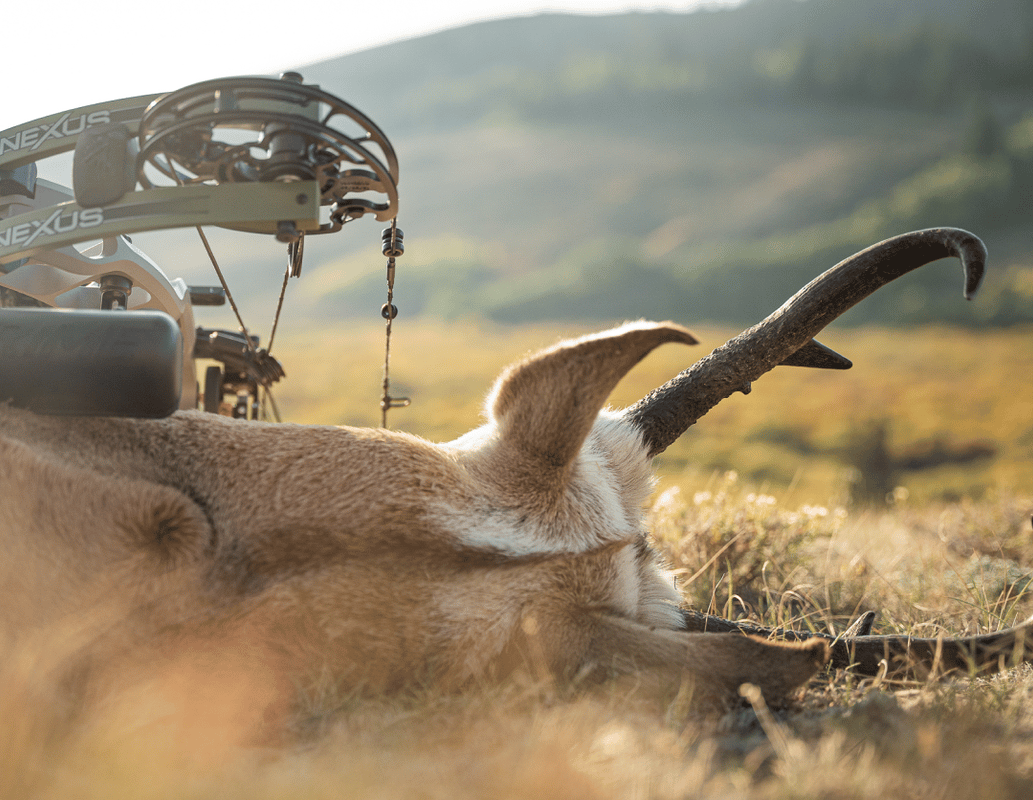 Close up of a big game kill and antlers next to a bow, western hunting concept.