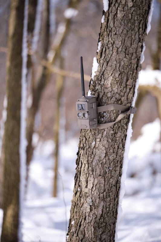A cellular trail cam on a tree in the winter.