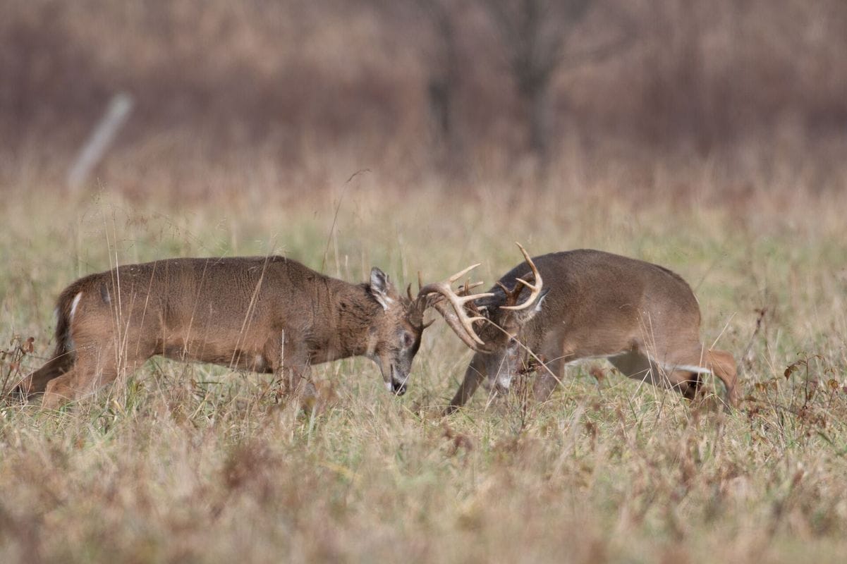 Two aggressive bucks fighting in a field, when to use the deer snort wheeze concept.