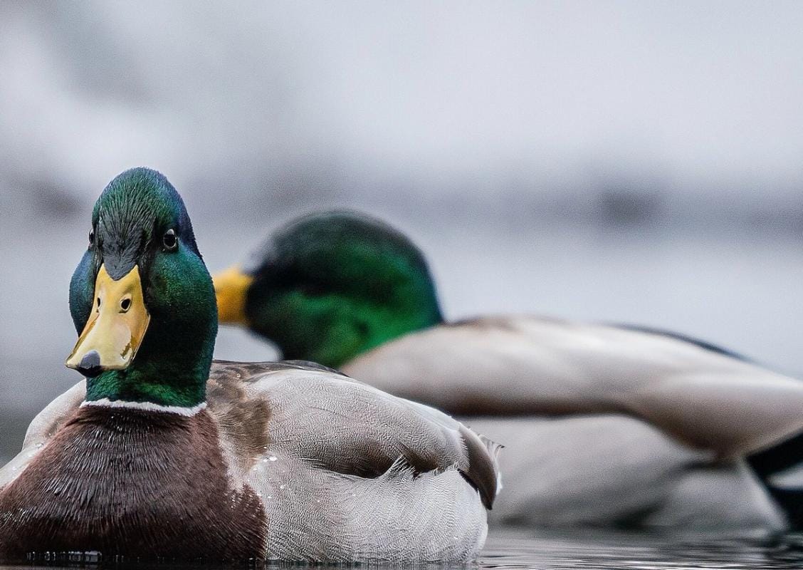 Close-up of two ducks on the water, best times for hunting waterfowl concept.