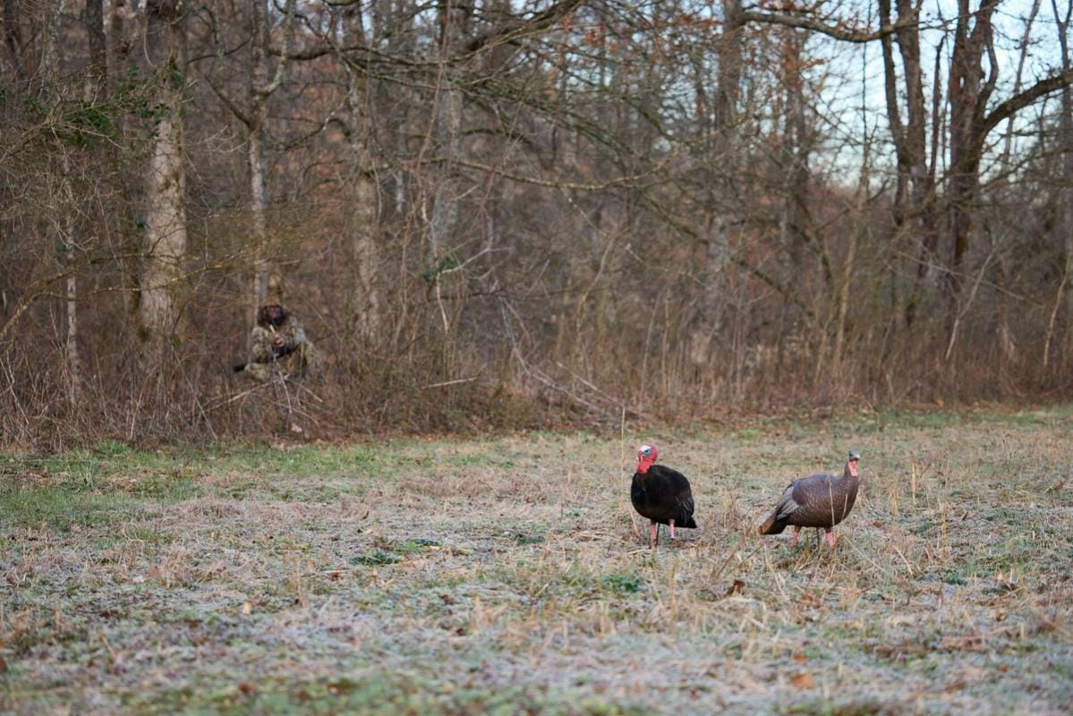 A hunter waits in the trees watching turkey decoys in field, early season turkey hunting tips concept.