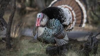 Isolated photo of a Gould's turkey, all about this turkey species concept.