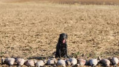 Dog sits with line of waterfowl after hunt, public waterfowl hunting land in Texas concept.