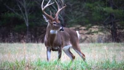 A whitetail buck in a field, using deer calls concept.