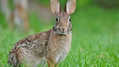 A rabbit in the grass, best times to hunt rabbit concept.