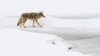 Coyote walks on frozen ground, coyote hunting tips concept.