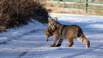 Bobcat with animal in its mouth, hunting and trapping bobcat concept.