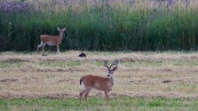 Deer in a field with velvet on antlers, when do deer antlers grow concept.