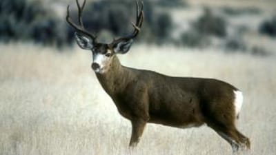 A mule deer in the field, mule deer hunting concept.