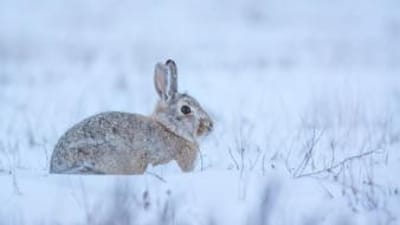 A rabbit sits in the snow, rabbit hunting season concept.