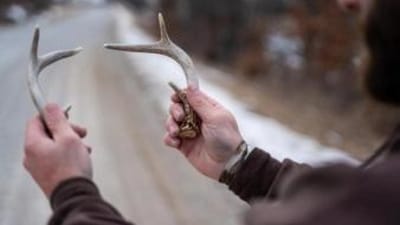 Close-up of hands holding antlers after shed hunting.