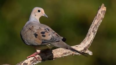 A dove perched on a branch, dove season Texas concept