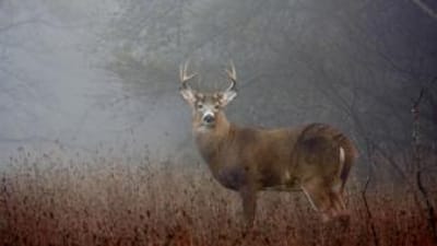 A whitetail buck in cloudy, foggy weather, understanding barometric pressure for hunting concept.