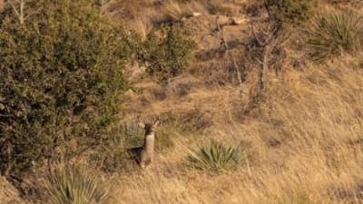 A coues deer in the brush, Arizona coues deer hunting concept.