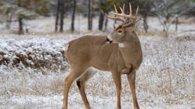 A whitetail buck in a wintery field, Minnesota deer hunting season concept.