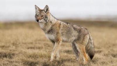 A coyote on alert in a field, coyote hunting concept.