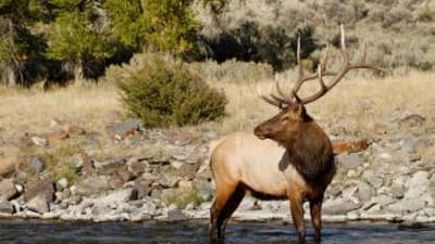 An elk on a ridge, elk hunting basics concept.