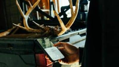 Hunter using HuntWise on phone near deer antlers in back of truck, how to find mule deer concept.