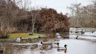 Several duck decoys on the water, what is decoy hunting concept.