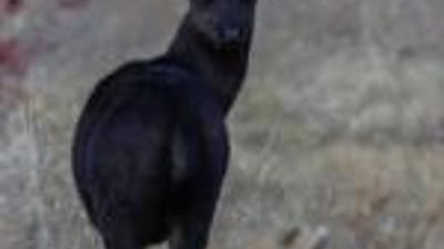 Isolated image of a black deer in a field.
