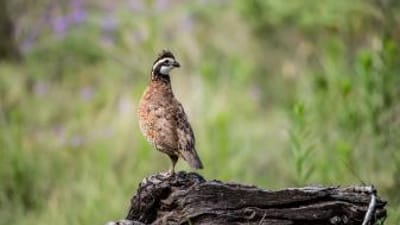 A quail stands on a log, calling quail for hunting concept.