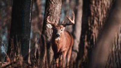 A buck deer in the woods, how to process a deer concept.