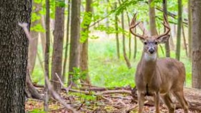 A whitetail deer in the woods, Mississippi deer season concept